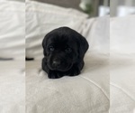 Small #1 Labrador Retriever