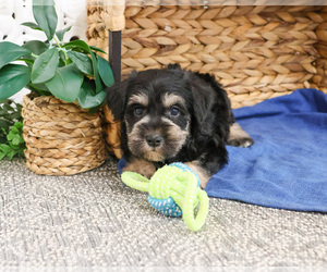 Schnauzer (Miniature) Puppy for sale in SYRACUSE, IN, USA