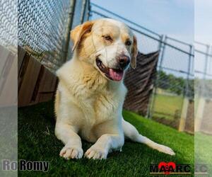 Romy - Female Labrenees Dog for Adoption - Photo #6
