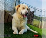 Small Photo #6 Labrenees Puppy For Sale in Maryville, TN, USA