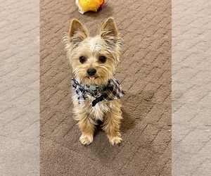 Father of the Yorkshire Terrier puppies born on 05/22/2025