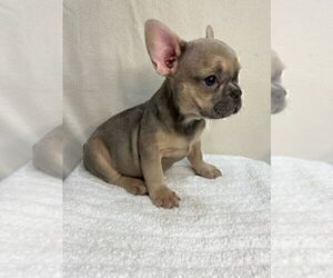 French Bulldog Puppy for sale in CHARLESTON, SC, USA
