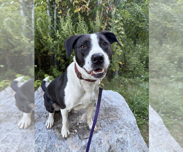 Medium Photo #4 Borador Puppy For Sale in Brewster, NY, USA