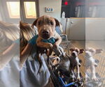 Small American Staffordshire Terrier Mix
