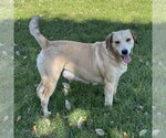 Small #2 Labrador Retriever