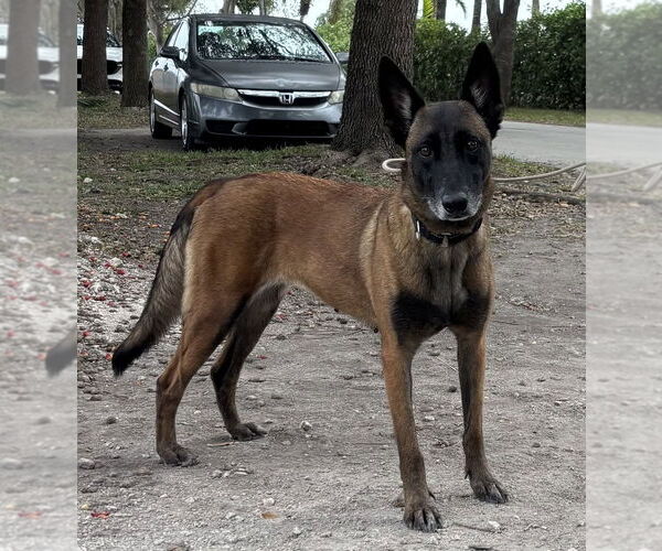 Medium Photo #8 Mutt Puppy For Sale in Imlay City, MI, USA