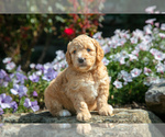 Puppy Cleo Goldendoodle (Miniature)