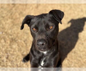 Mutt Dogs for adoption in Tulsa, OK, USA