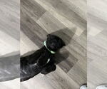 Small #2 Mutt
