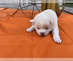 Small #2 Shiba Inu