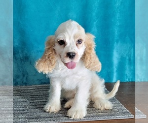 Cockalier Puppy for Sale in SHAWNEE, Oklahoma USA