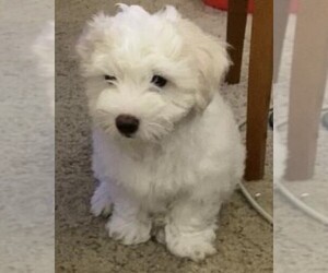 Maltipoo Puppy for sale in LOS ANGELES, CA, USA