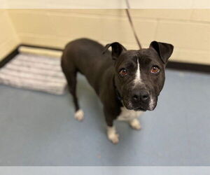 American Pit Bull Terrier-Unknown Mix Dogs for adoption in Denver, CO, USA