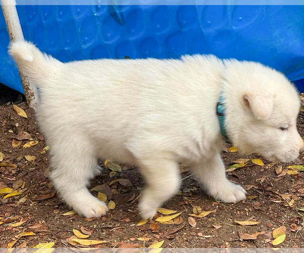 Medium Photo #4 Pyrenees Husky Puppy For Sale in Corona, CA, USA