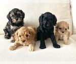 Small Photo #14 Cavapoo Puppy For Sale in GRESHAM, OR, USA