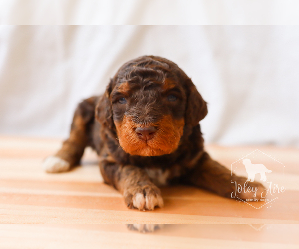 Medium Photo #1 Bernedoodle Puppy For Sale in CARLOCK, IL, USA