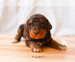 Bernedoodle Puppy for Sale in CARLOCK, Illinois USA