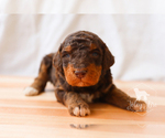 Small Photo #1 Bernedoodle Puppy For Sale in CARLOCK, IL, USA