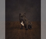 Small Photo #1 French Bulldog Puppy For Sale in COLORADO SPRINGS, CO, USA
