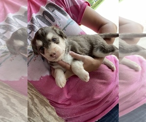 Poodle (Miniature)-Siberian Husky Mix Puppy for sale in MUNFORDVILLE, KY, USA
