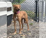 Small #2 Mutt