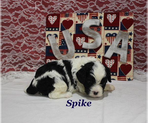 Medium Photo #7 Cavapoo Puppy For Sale in CHANUTE, KS, USA