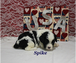 Small #6 Cavapoo
