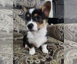 Puppy Puppy 2 Yellow Pembroke Welsh Corgi