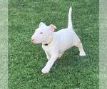 Small Photo #3 Bull Terrier Puppy For Sale in POMPANO BEACH, FL, USA