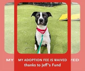 Mutt Dogs for adoption in Boston, MA, USA