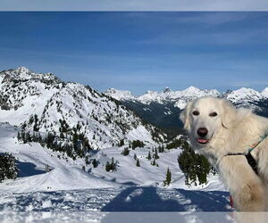 Howie - Male Great Pyrenees Dog for Adoption - Photo #18