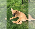 Small #4 German Shepherd Dog