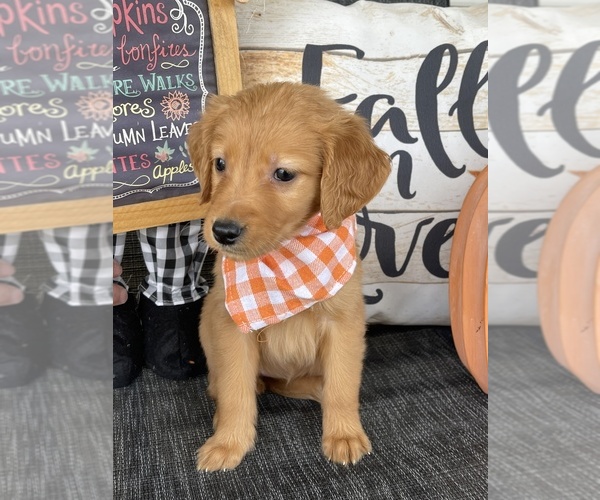 Medium Photo #2 Golden Retriever Puppy For Sale in CENTRAL CITY, KY, USA