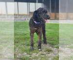 Small #3 Labradoodle