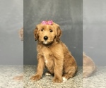 Small Photo #7 Goldendoodle-Poodle (Standard) Mix Puppy For Sale in PORTERVILLE, CA, USA