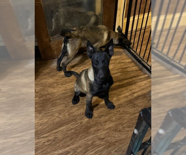 Medium Photo #5 Mutt Puppy For Sale in Stevens Point, WI, USA
