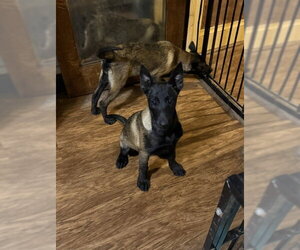 Aleida - IA - Female Mutt Dog for Adoption - Photo #5
