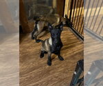 Small Photo #5 Mutt Puppy For Sale in Stevens Point, WI, USA