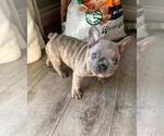 Small Photo #9 French Bulldog Puppy For Sale in BALDWIN PARK, CA, USA