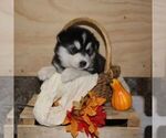 Small #3 Alaskan Malamute