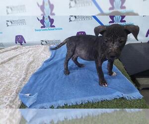 American Pit Bull Terrier Dogs for adoption in Orlando, FL, USA