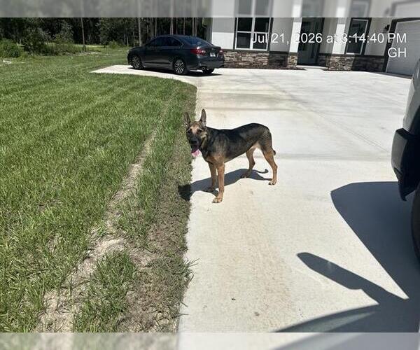Medium Photo #1 German Shepherd Dog Puppy For Sale in Ocala, FL, USA
