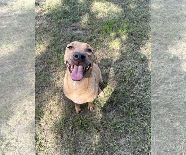 Medium Photo #2 Labrador Retriever-Unknown Mix Puppy For Sale in Jackson, MS, USA