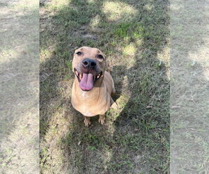 Janet 3's company - Female Labrador Retriever-Unknown Mix Dog for Adoption - Photo #2