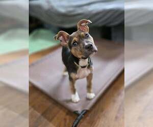 American Staffordshire Terrier-Unknown Mix Dogs for adoption in Raleigh, NC, USA