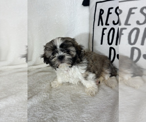 Medium Photo #5 Shih Tzu Puppy For Sale in GREENFIELD, IN, USA