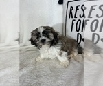 Small #4 Shih Tzu