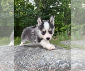 Pomsky Dog for Adoption in DRACUT, Massachusetts USA