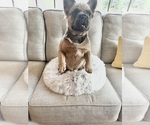 Small #3 French Bulldog