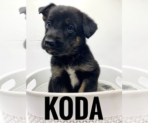 Medium German Shepherd Dog